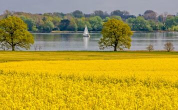 Rapsblüte 2025 / 1,11 Millionen Hektar Raps blühen in Deutschland