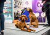 Zuwachs auf vier Pfoten: Koelnmesse startet 2027 neues Messeangebot rund um das Thema Hund
