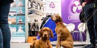 Zuwachs auf vier Pfoten: Koelnmesse startet 2027 neues Messeangebot rund um das Thema Hund